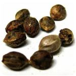 Семена марихуаны АК-47  (Seeds AK-47) в Шахтах